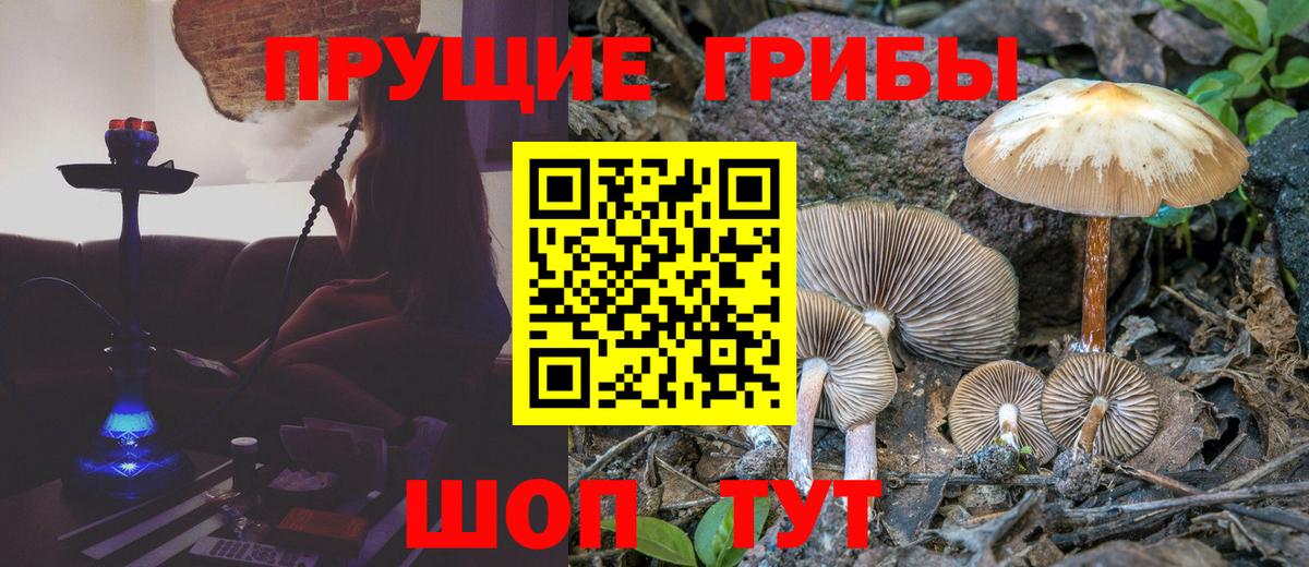 Галлюциногенные грибы Psilocybe  Вход с VPN  Славгород 